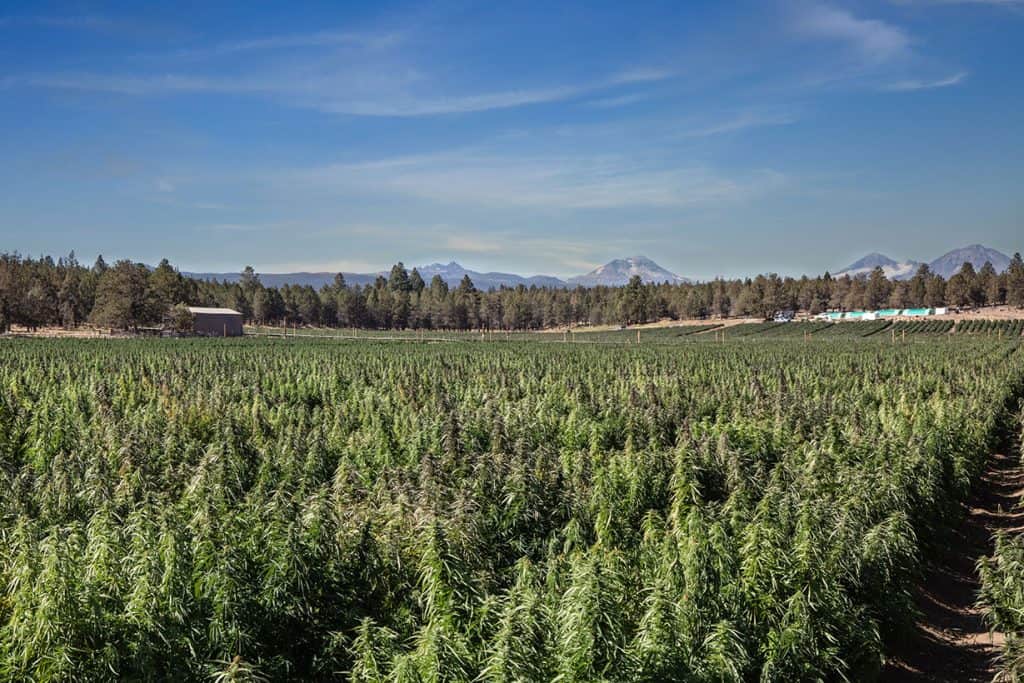 You are currently viewing What is the Meaning behind our Company Name?