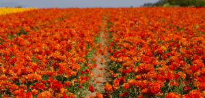 Read more about the article Can CBD Help With Allergies? – Hemp Oil Treatments