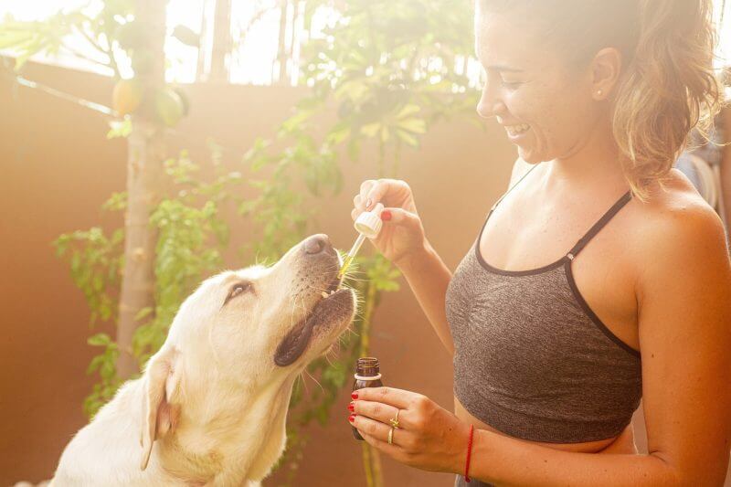 CBD oil for Dogs